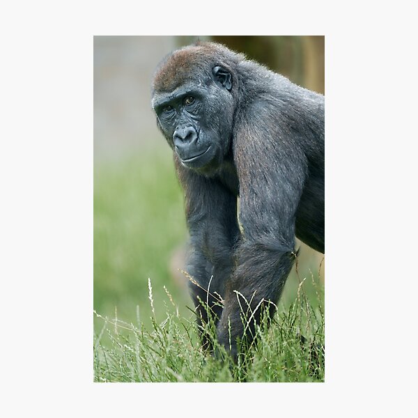 Item preview, Gorilla's Tranquil Meadow Portrait designed and sold by rawshutterbug.