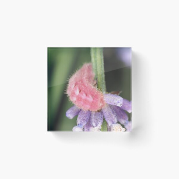 Item preview, Pink caterpillar designed and sold by SDym Photography.