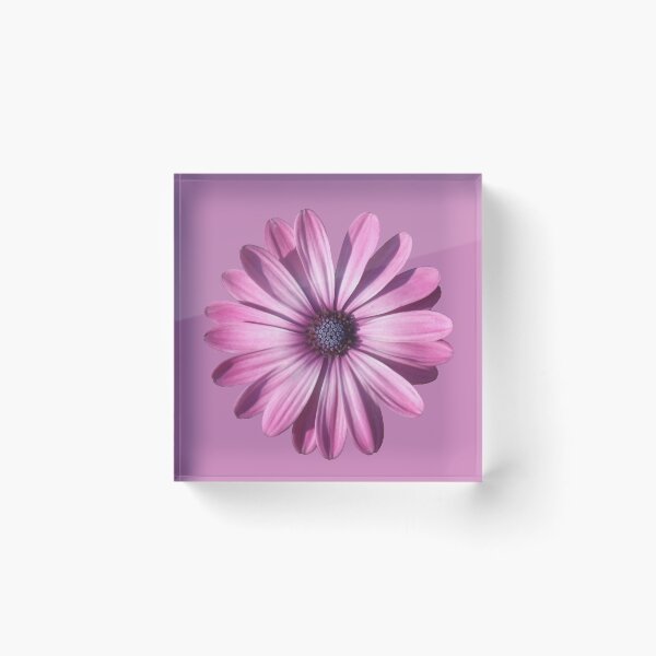 Item preview, Spectacular African Daisy Isolated designed and sold by taiche.