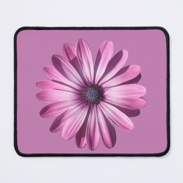 Item preview, Spectacular African Daisy Isolated designed and sold by taiche.