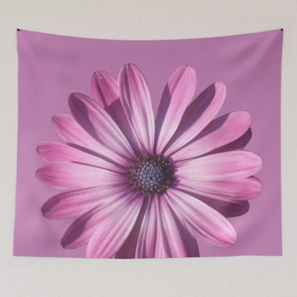 Item preview, Spectacular African Daisy Isolated designed and sold by taiche.