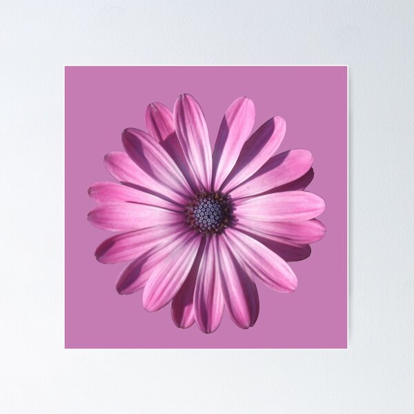 Item preview, Spectacular African Daisy Isolated designed and sold by taiche.
