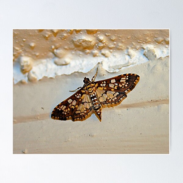 Item preview, Common Checkered-Skipper designed and sold by Virginia N. Fred.