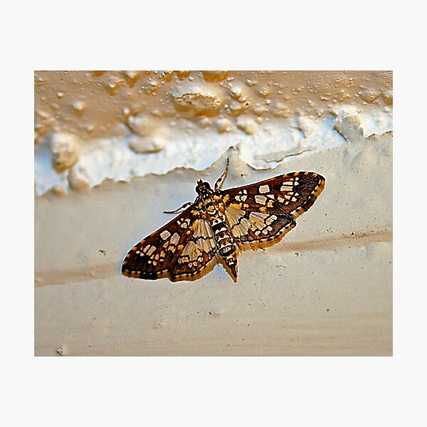 Item preview, Common Checkered-Skipper designed and sold by Virginia N. Fred.