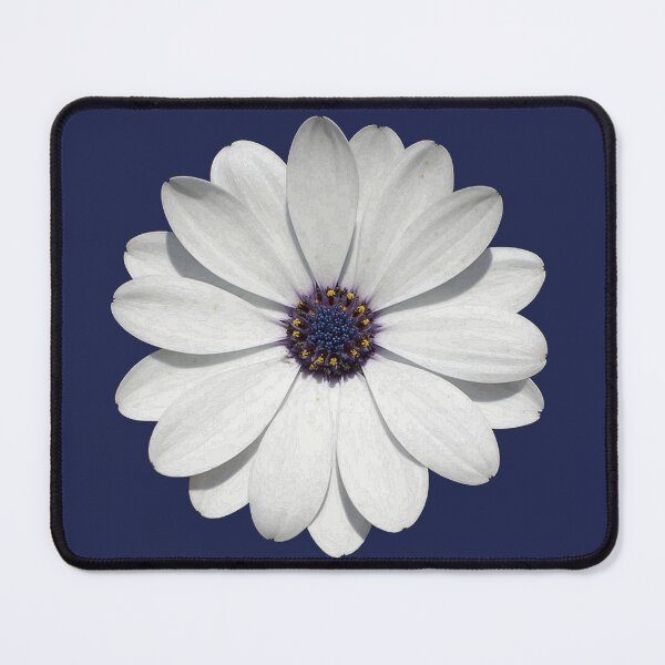 Item preview, White Osteospermum Daisy Festival Flower Vector Art  designed and sold by taiche.