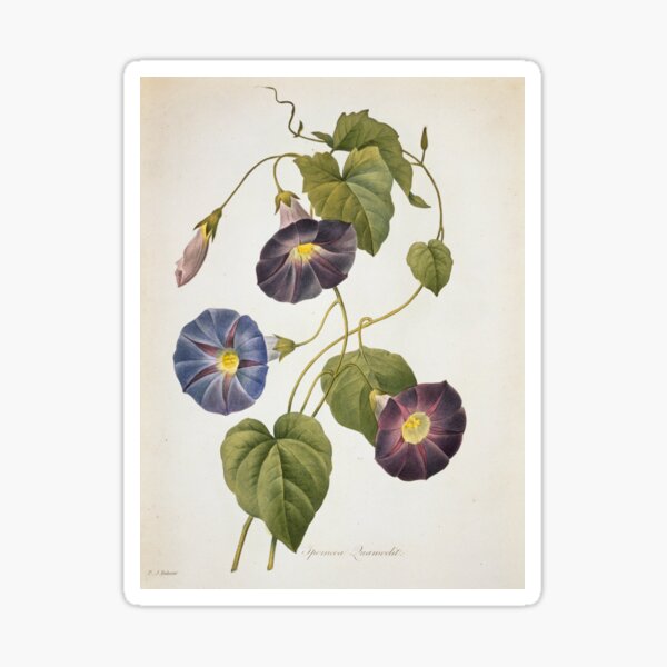 Item preview, Cypress vine Ipomoea quamoclit, artwork (C011/2849) designed and sold by SciencePhoto.