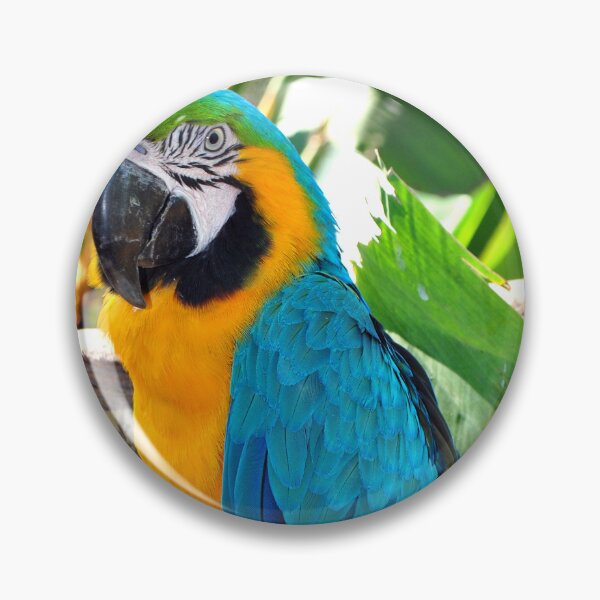 Item preview, Macaw Parrot Yellow And Blue Bird designed and sold by AndyEvansPhotos.