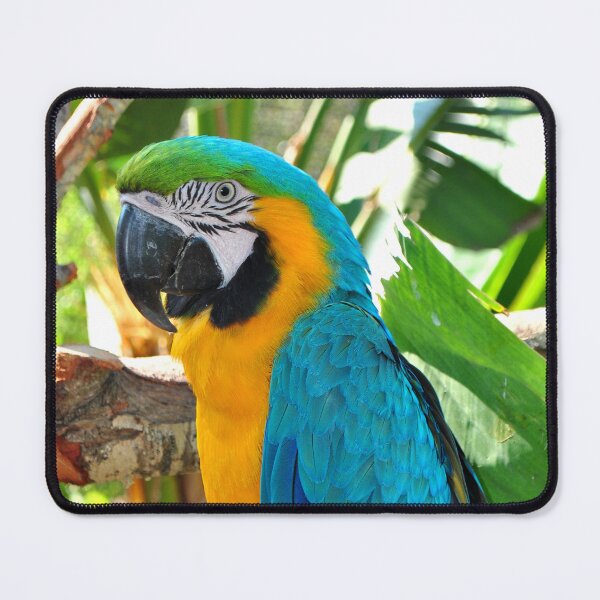 Item preview, Macaw Parrot Yellow And Blue Bird designed and sold by AndyEvansPhotos.