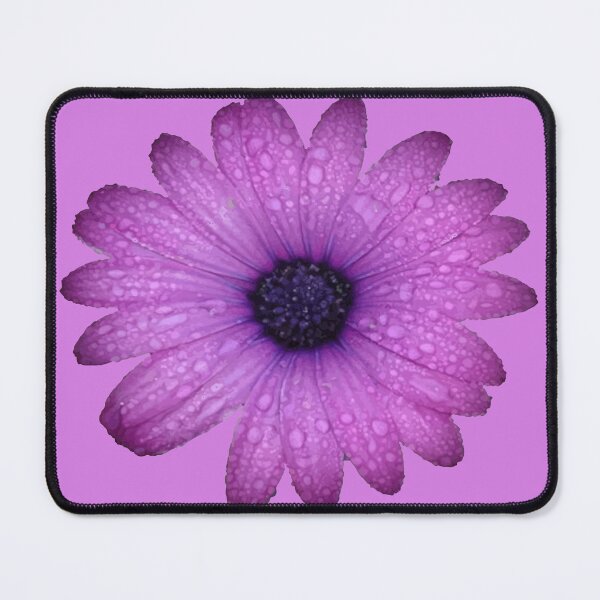Item preview, Purple Blue-Eyed Daisy And Raindrops Isolated designed and sold by taiche.