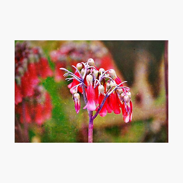 Item preview, Bell Flower designed and sold by keladams.
