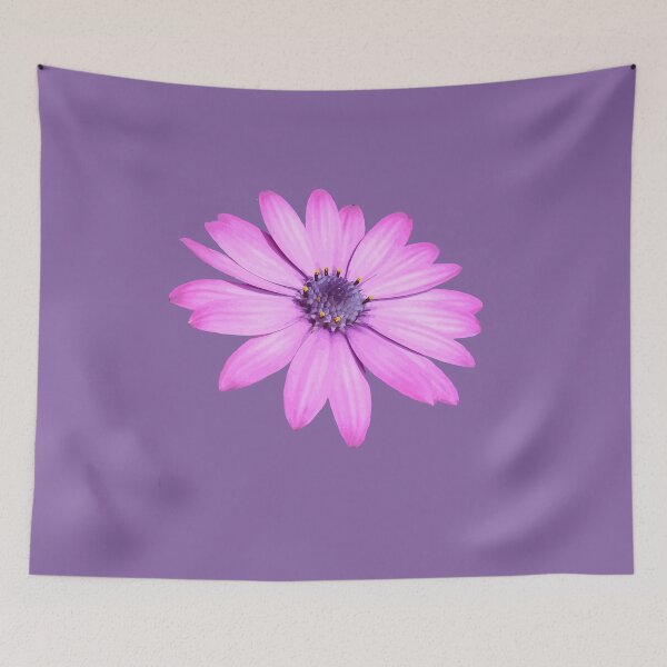 Item preview, Single Pink African Daisy Isolated designed and sold by taiche.