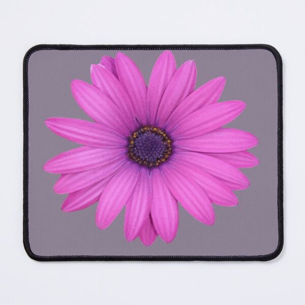 Item preview, Pink Petals African Daisy Isolated designed and sold by taiche.