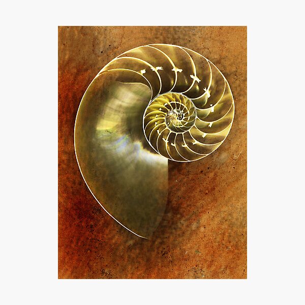 nautilus chambers Photographic Print