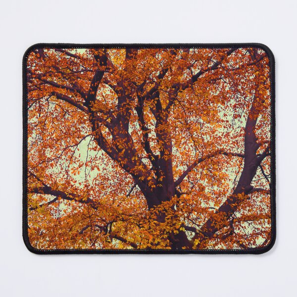 Item preview, Copper Beech Tree In Autumn Foliage designed and sold by Dyrk Wyst Redbubble Shop.