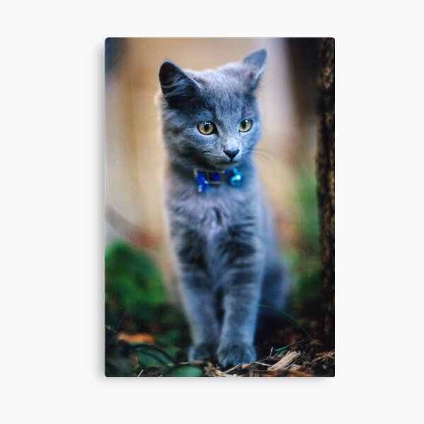 Leo Canvas Print