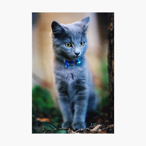 Leo Photographic Print