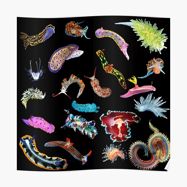 Beauty beneath the surface - Sea slugs Poster