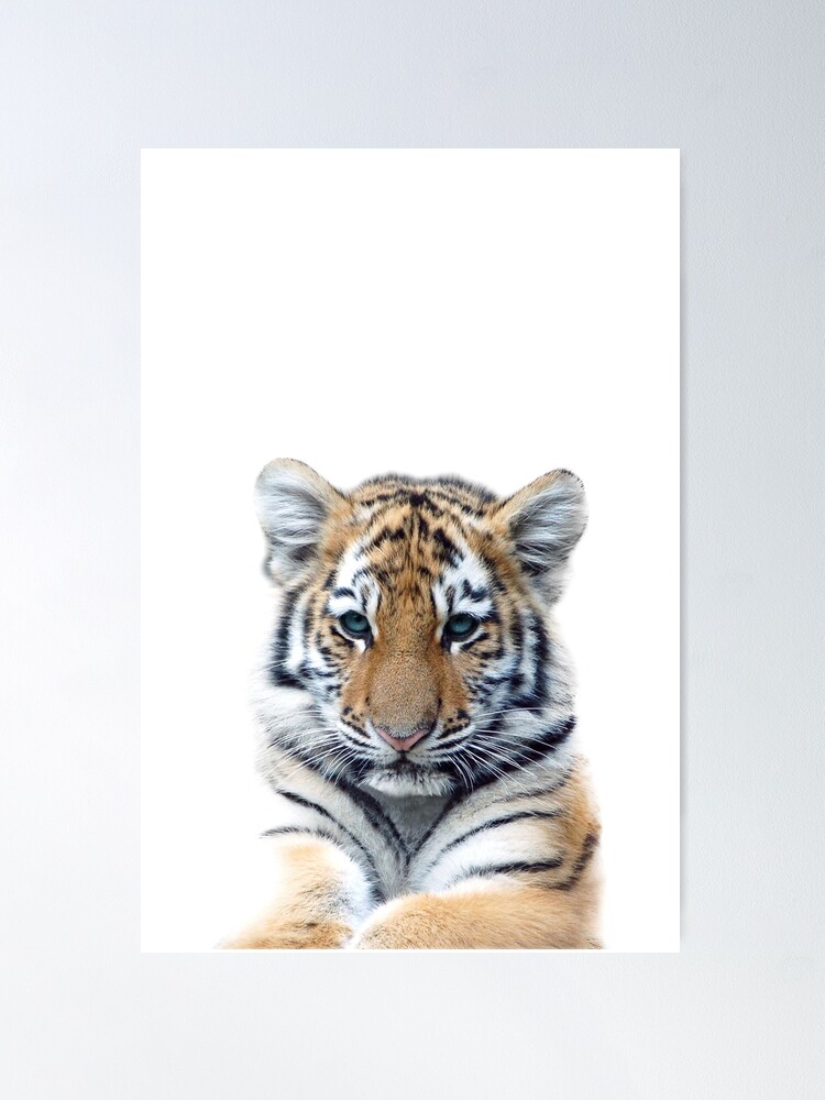 Cute White Tiger Cubs Poster for Sale by Angels45