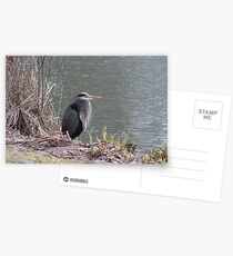 startled heron Postcards
