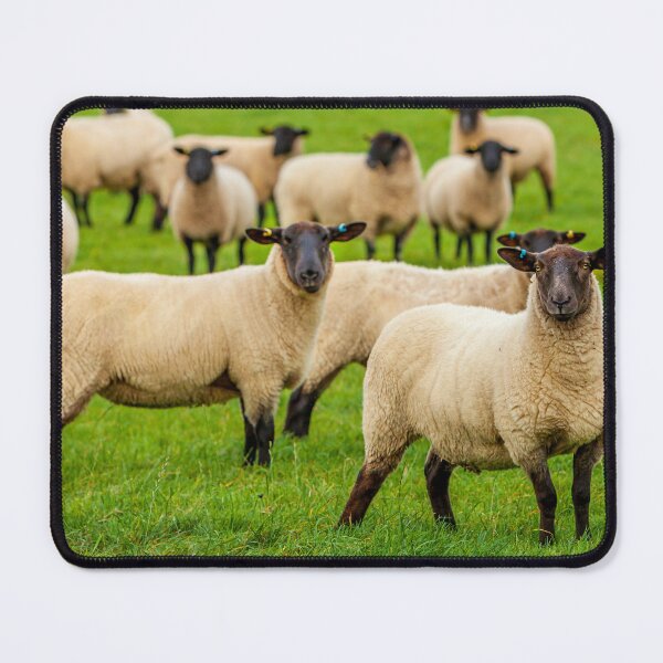 Item preview, Who you looking at Sheep designed and sold by Dalyndigital Photography.