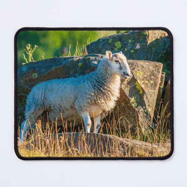 Item preview, Sheep next to rocks designed and sold by Dalyndigital Photography.