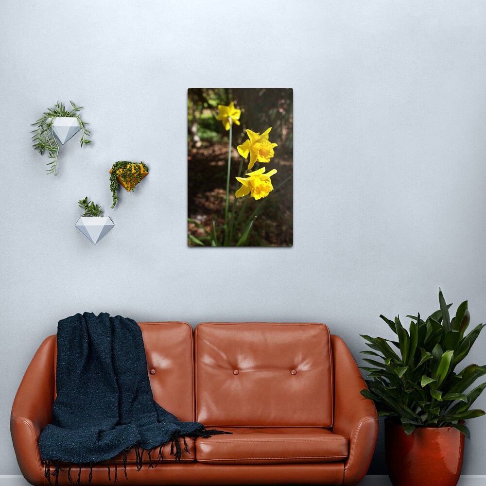 Daffodils Metal Print