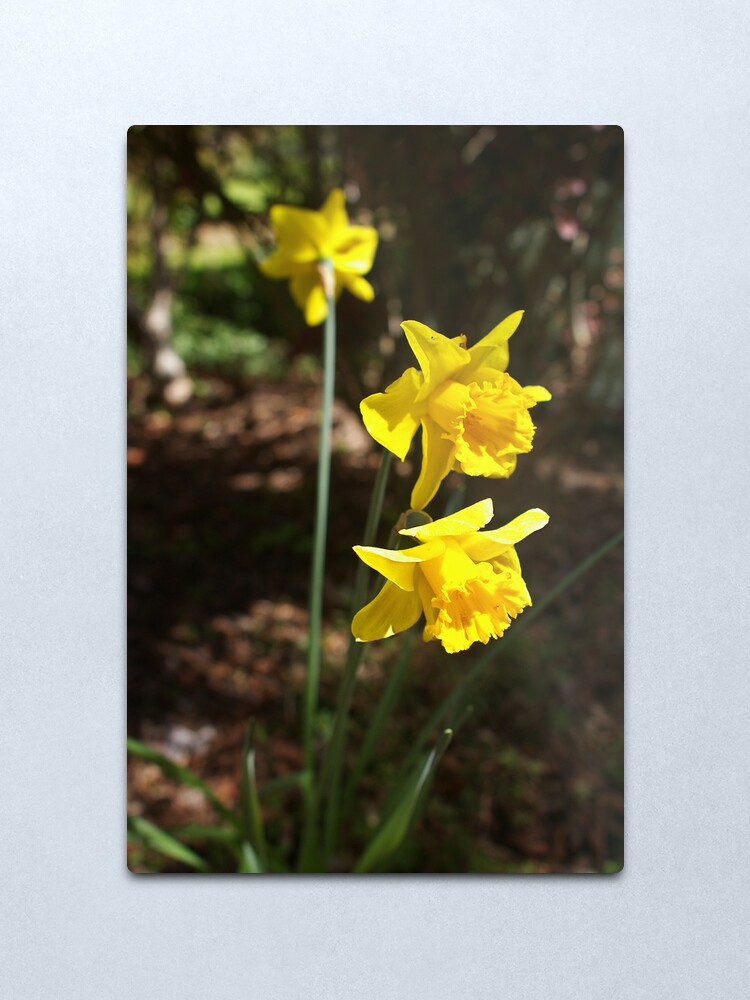 Alternate view of Daffodils Metal Print