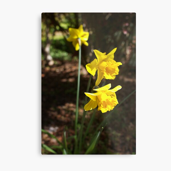 Daffodils Metal Print