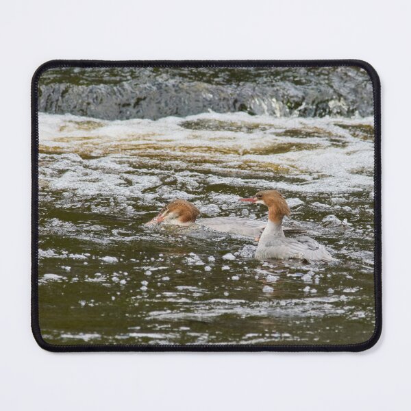 Item preview, Duo Of Bubbles. Common merganser designed and sold by Jouko Lehto Photography.