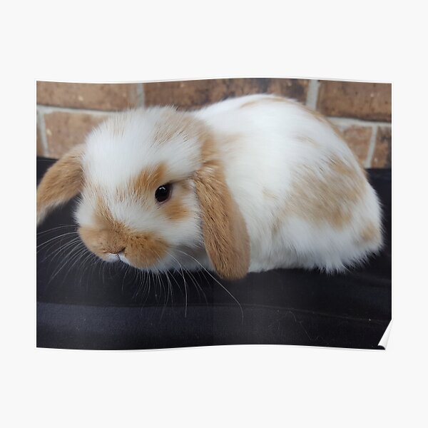 Baby bunny from Lunar Rabbitry Poster