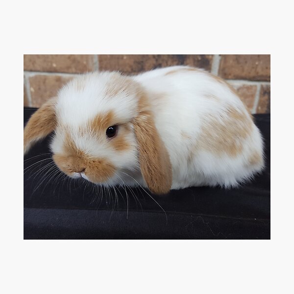 orange mini lop rabbit