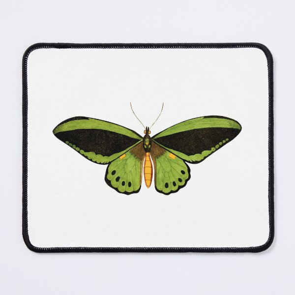 Item preview, Vintage Queen Alexandras Birdwing Butterfly Illustration designed and sold by StrangeCritters.