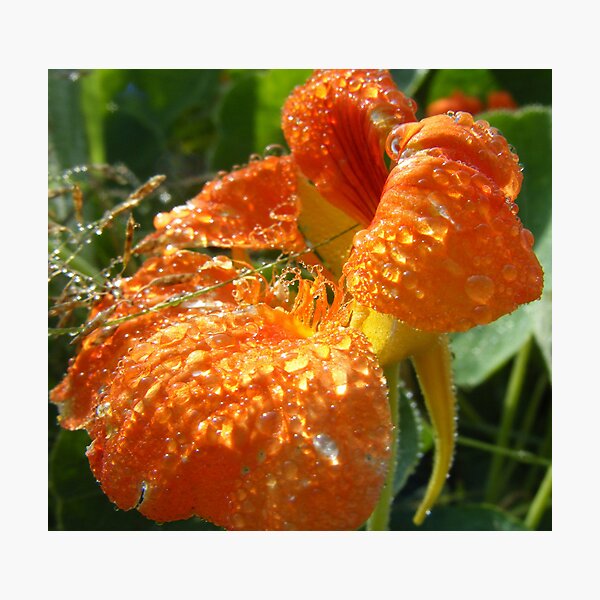 Nasturtium Photographic Print