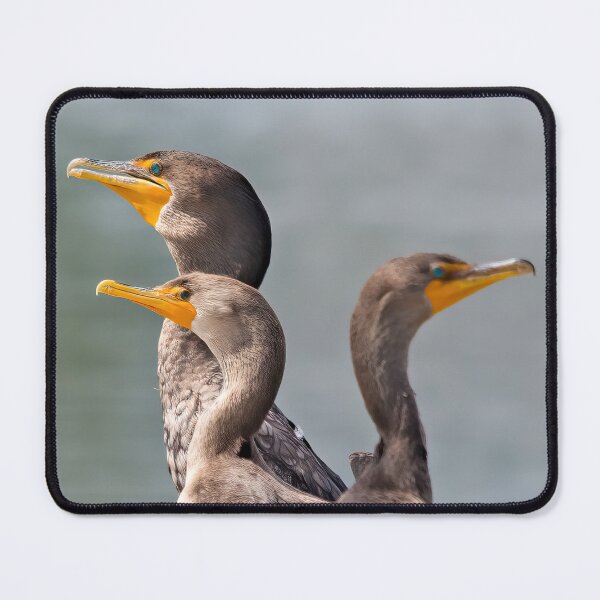 Item preview, Cormorants designed and sold by CarolM.