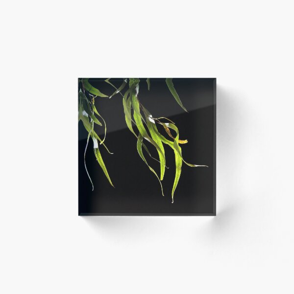 Item preview, Funeral for a tree (Series) designed and sold by Emma Monceaux.