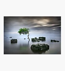 Zen Tree Photographic Print