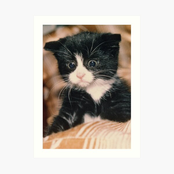 Curious Kitten Art Print