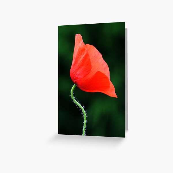 Poppy Nº 1 (papaver rhoeas) Greeting Card