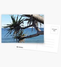 Pandanus 01 Postcards