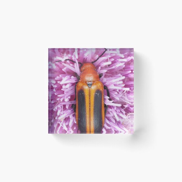 Item preview, Blister beetle in Florida, identified as Nemognatha piazata designed and sold by SDym Photography.