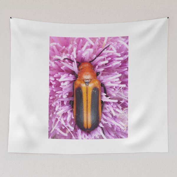 Item preview, Blister beetle in Florida, identified as Nemognatha piazata designed and sold by SDym Photography.