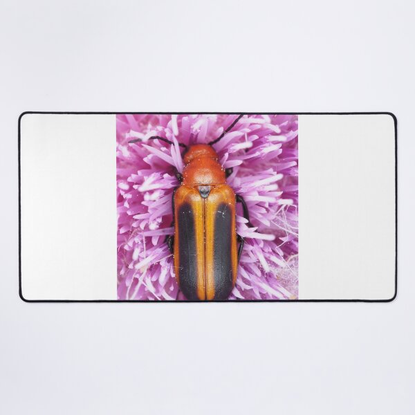 Item preview, Blister beetle in Florida, identified as Nemognatha piazata designed and sold by SDym Photography.
