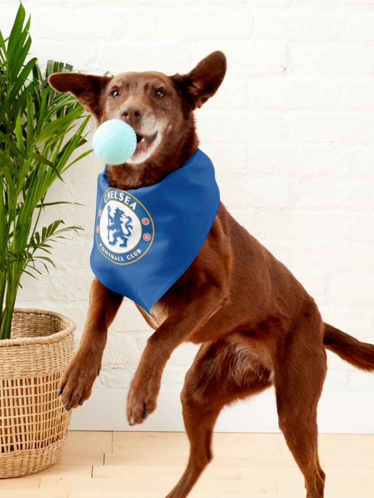 Chelsea Dog Shirt  Dog shirt, Dog football, Dog jumpers