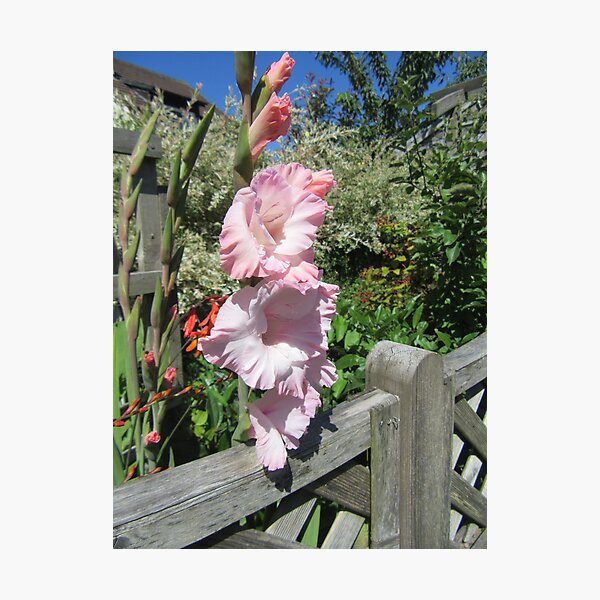 Item preview, Gladiolus In My Garden designed and sold by lezvee.