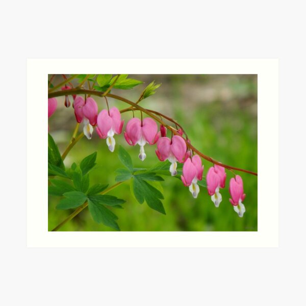 Pretty Maids All in A Row Art Print