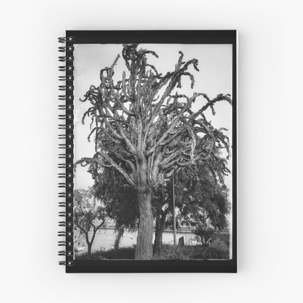 Item preview, FRAME YOUR CACTUS BNW 1 designed and sold by justyna-s28.