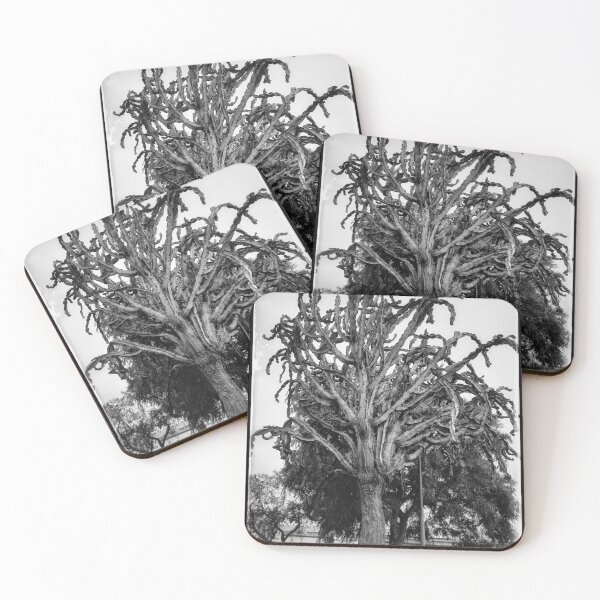 Item preview, FRAME YOUR CACTUS BNW 1 designed and sold by justyna-s28.