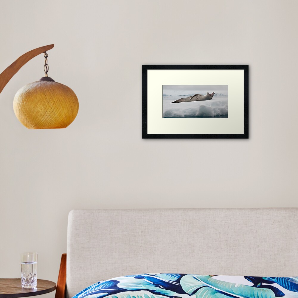Leopard Seal Framed Art Print