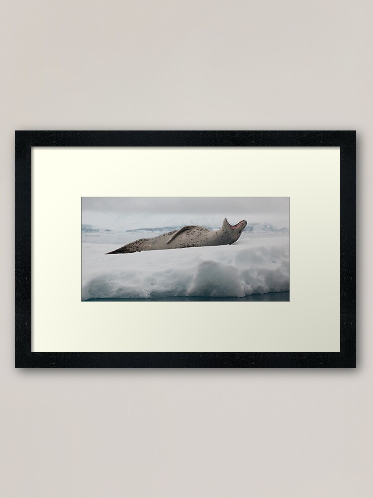 Alternate view of Leopard Seal Framed Art Print