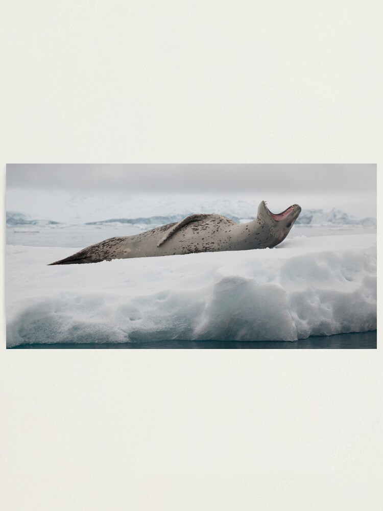 Alternate view of Leopard Seal Photographic Print